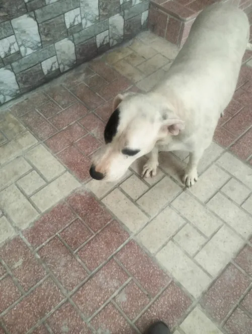 Dog argentine 