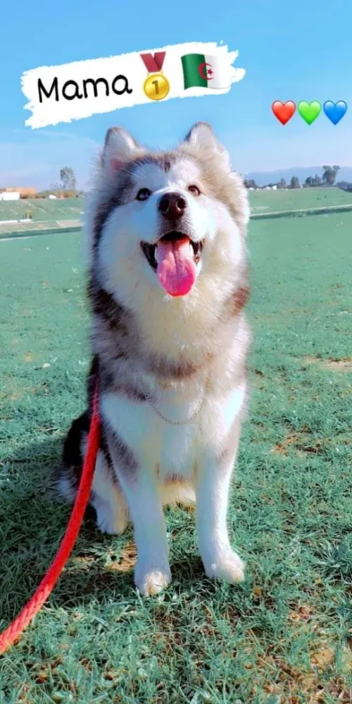 Husky Malamute 