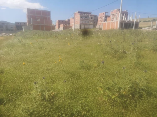 Vente Terrain Guelma El fedjoudj