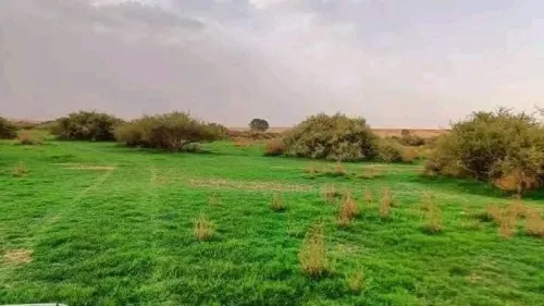 Vente Terrain Agricole Djelfa Messad