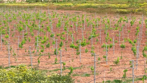 Vente Terrain Agricole Oran Bousfer
