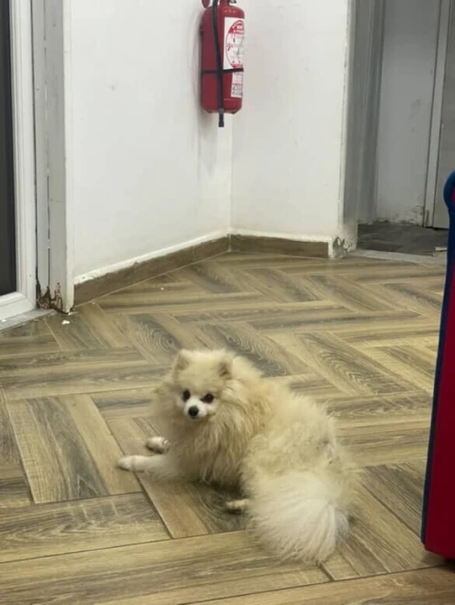 Chien de race -spitz nain- male