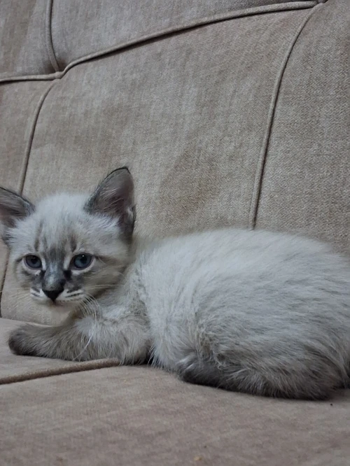 2 Chats Siamois Femelles 2 mois
