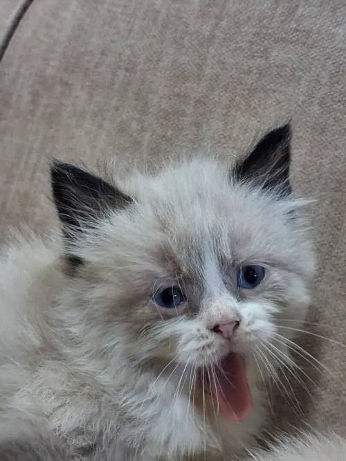 Nouvelle portée de chatons Persan Himalayan