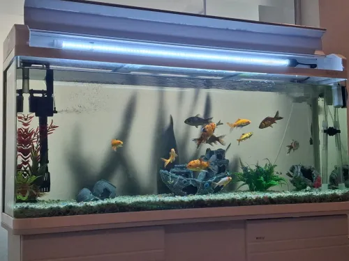 Aquarium d'importation 1m avec meuble d'origine