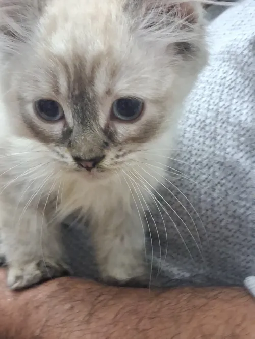 Chat Siamois Femelle 2 mois