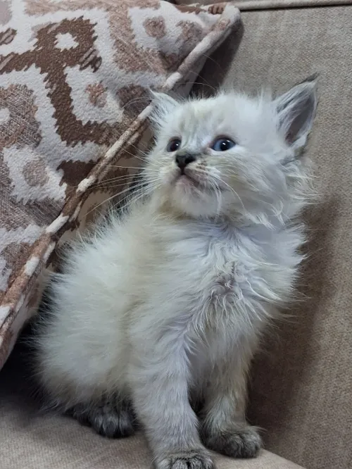 Nouvelle portée de chatons Persan Himalayan