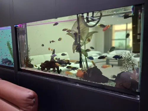 Conception d'aquariums, équipements, accessoires, poissons et entretien
