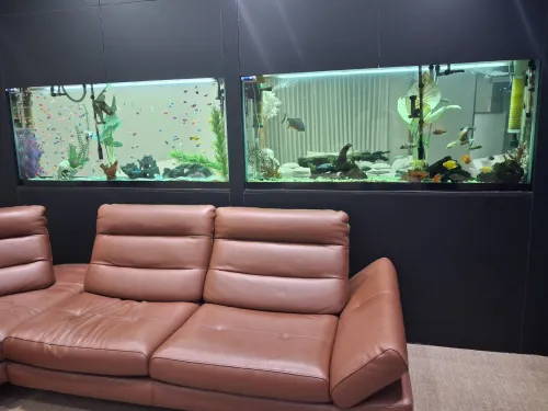 Conception d'aquariums, équipements, accessoires, poissons et entretien