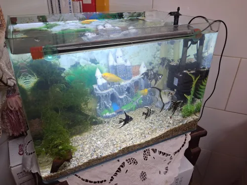 Aquarium d'importation 50cm Avec accessoires et 10 poissons tropicaux