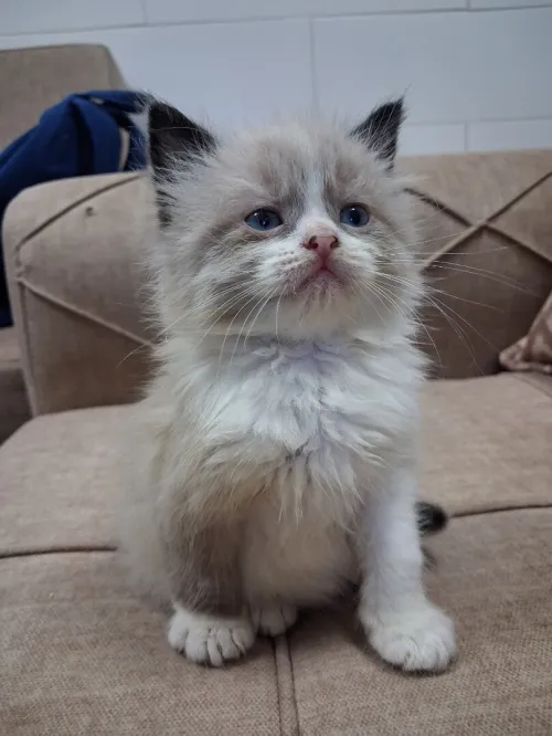 Nouvelle portée de chatons Persan Himalayan