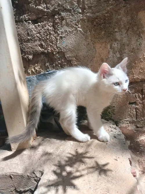 3 Chats 2 mois a vendre