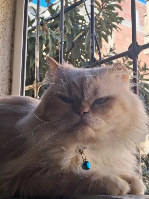 Nouvelle portée de chatons Persan Himalayan