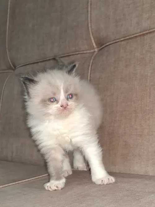Nouvelle portée de chatons Persan Himalayan