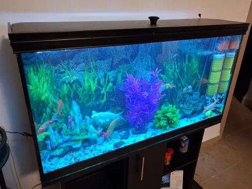 Aquarium avec meuble noir 80x55x25cm