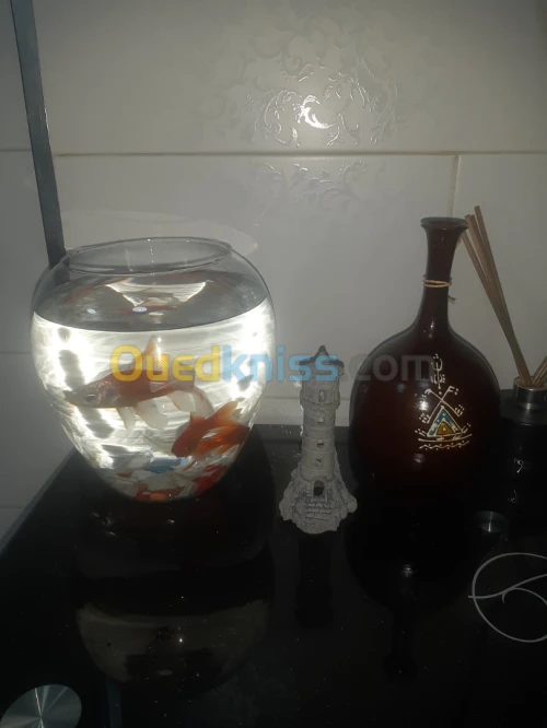 Aquarium Bocal 4 models