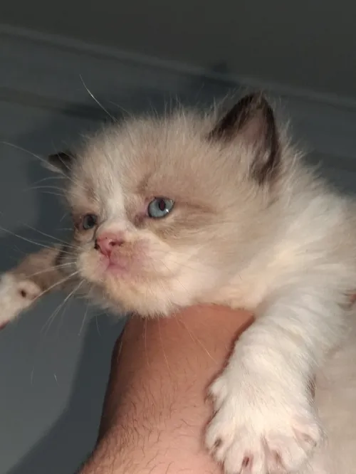 Nouvelle portée de chatons Persan Himalayan