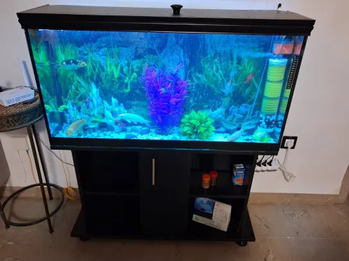 Aquarium avec meuble noir 80x55x25cm