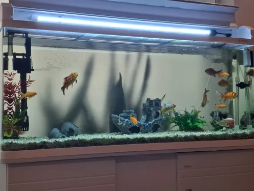 Aquarium d'importation 1m avec meuble d'origine