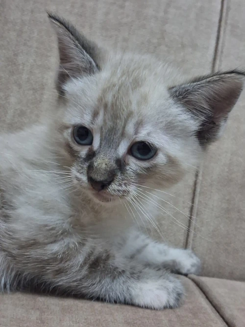 Chats Persan Himalayan 2,5 mois