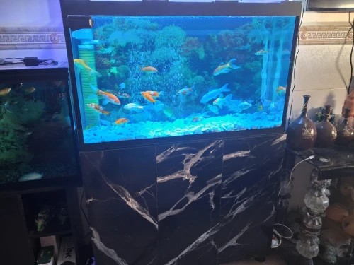 Aquarium avec meuble 1 mètre haute finition