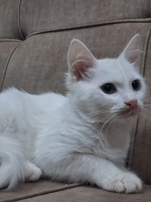 Chat Angora Turc F yeux vairons Blanche Neige