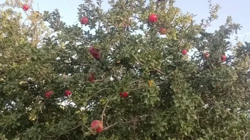 Vente Terrain Agricole Tébessa Bekkaria 