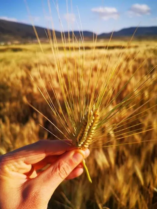 Vente Terrain Agricole Tébessa Bekkaria 