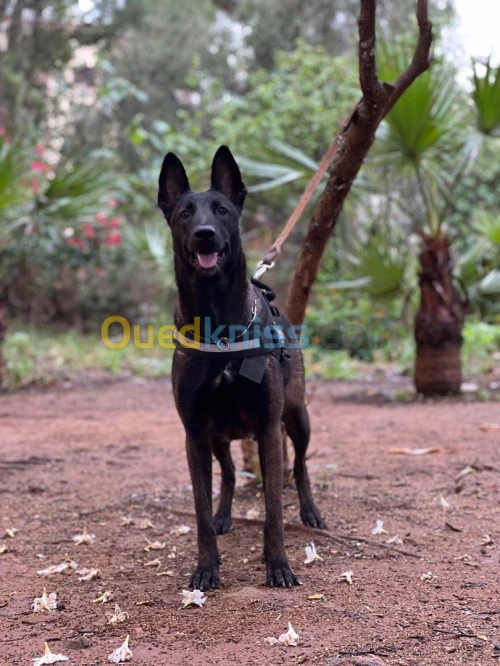 malinois charboné