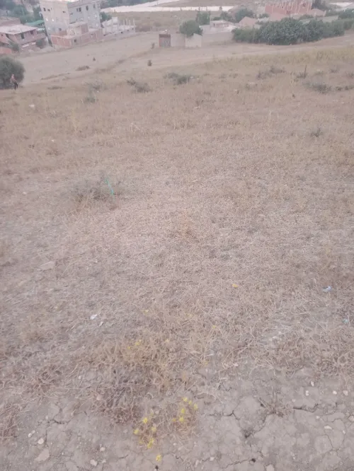 Vente Terrain Blida El affroun