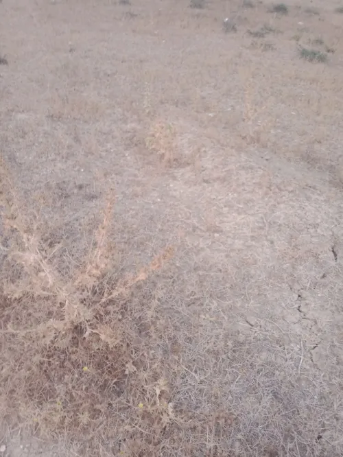 Vente Terrain Blida El affroun