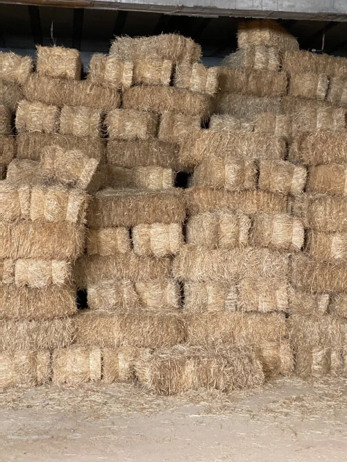 تبن 