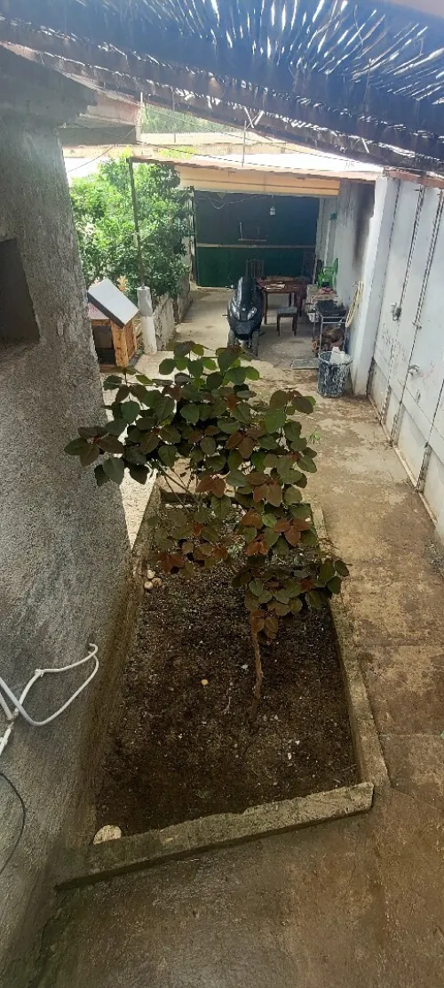 Vente Villa Boumerdès Corso