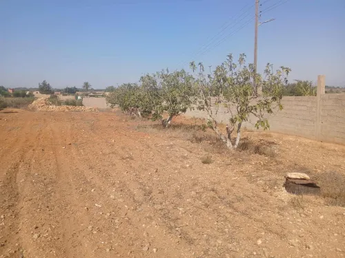 Vente Terrain Agricole Mostaganem Ain tadles
