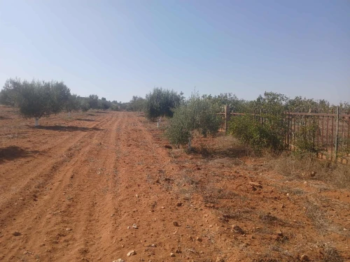Vente Terrain Agricole Mostaganem Ain tadles