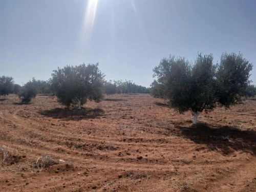 Vente Terrain Agricole Mostaganem Ain tadles