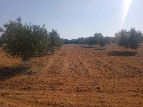 Vente Terrain Agricole Mostaganem Ain tadles