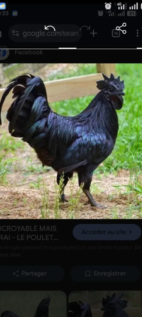 Poulets Gothiques (Ayam Cemani)