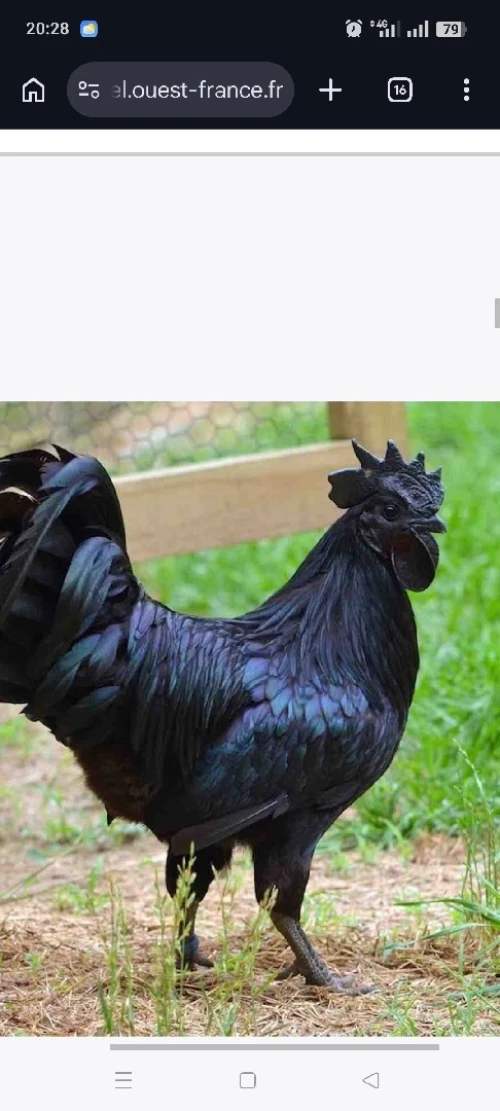 Poulets Gothiques (Ayam Cemani)