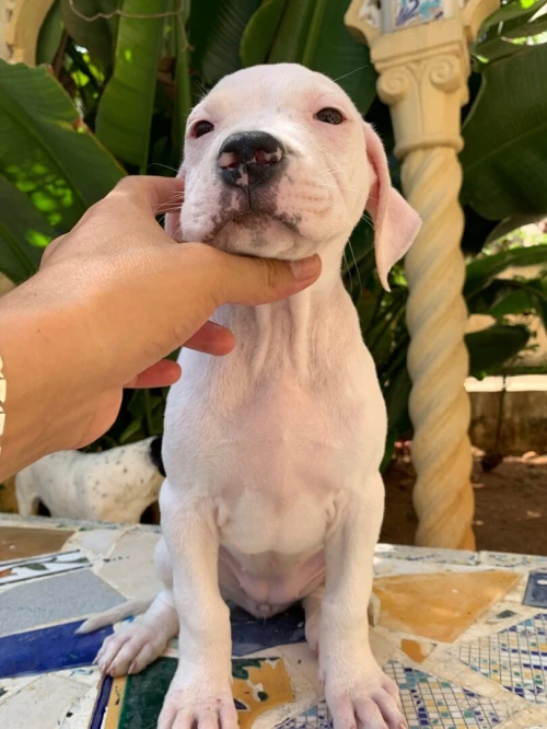 Vente chiot dog argentin 