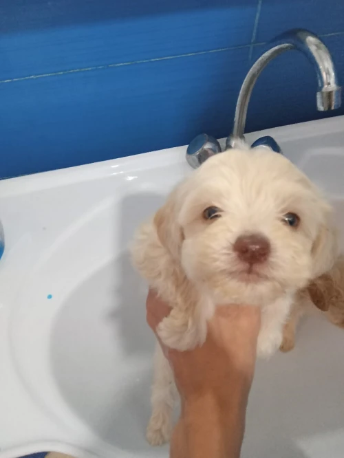 Caniche bichon 