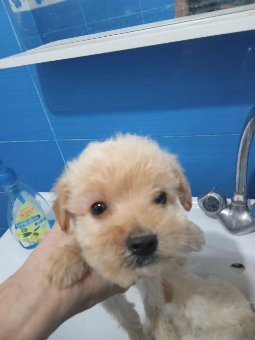 Caniche bichon 