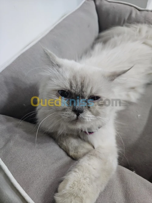 Chat persn 