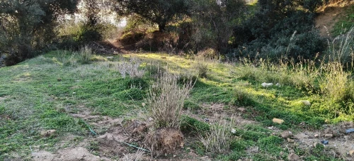 Vente Terrain Boumerdès Zemmouri