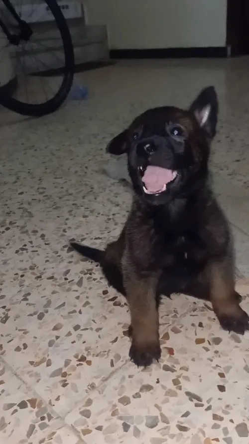 Malinois 