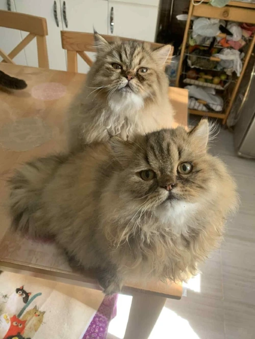 Couple Chinchilla Golden 