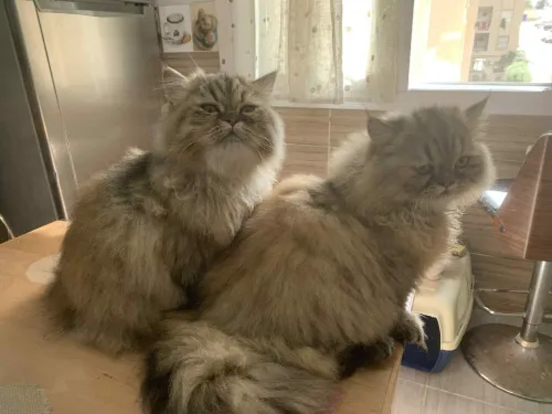 Couple Chinchilla Golden 