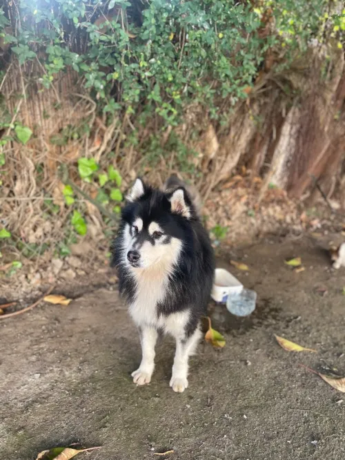 Husky malamoute