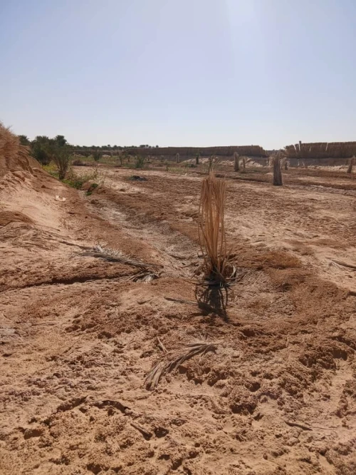Vente Terrain Agricole Touggourt Blidet Amor