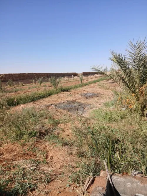 Vente Terrain Agricole Touggourt Blidet Amor